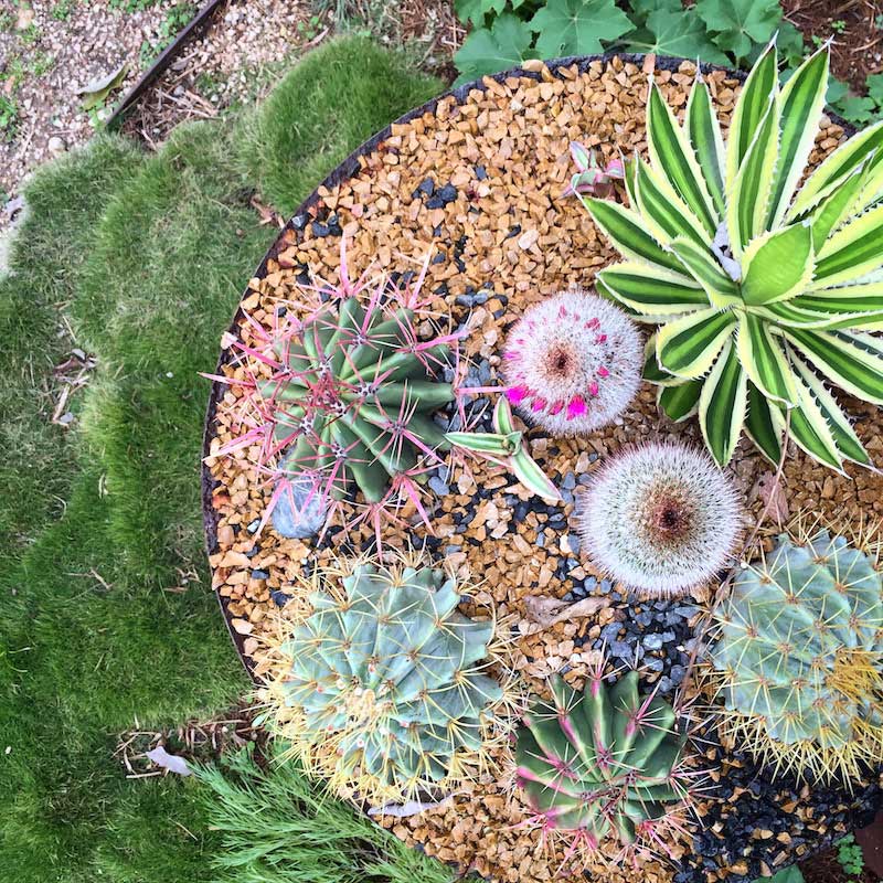 cacti image